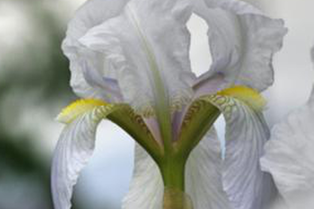 n. 44 Iris Florentina