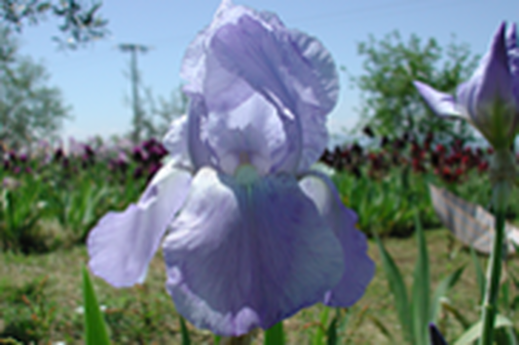 n. 52 Iris Pallida