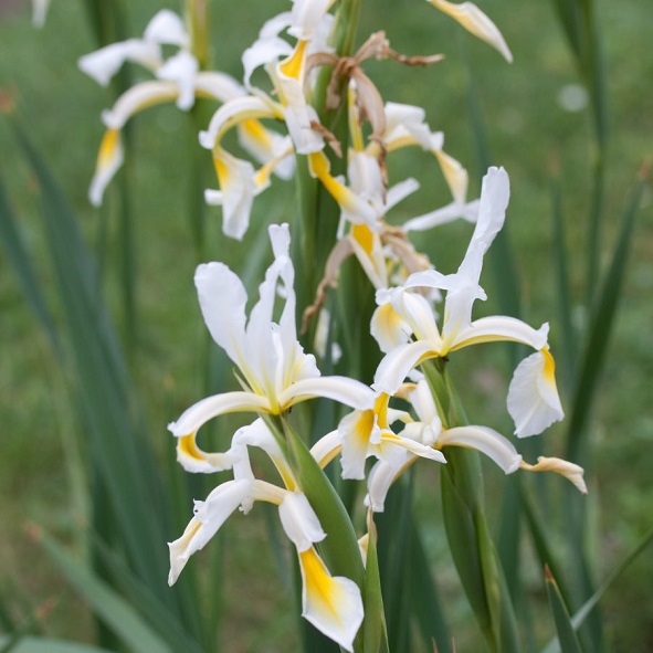 Iris Specie Botanica