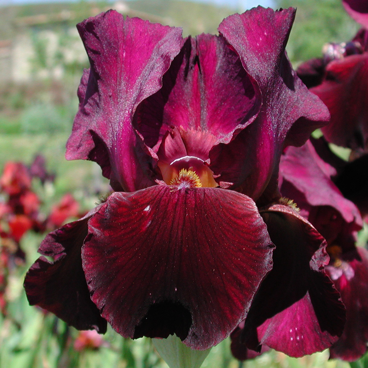 Iris con toni caldi