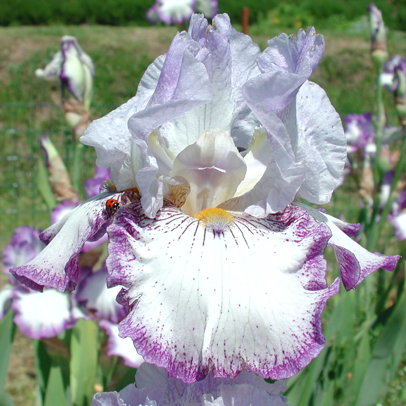 iris gialla